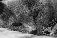 Katzenportrait Britisch Kurzhaar Katze