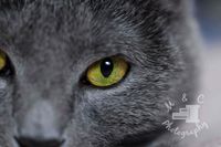 Katzenportrait Britisch Kurzhaar Katze