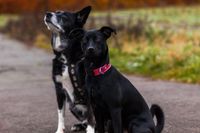 Zwei tierische Hundefreunde Hundeportrait